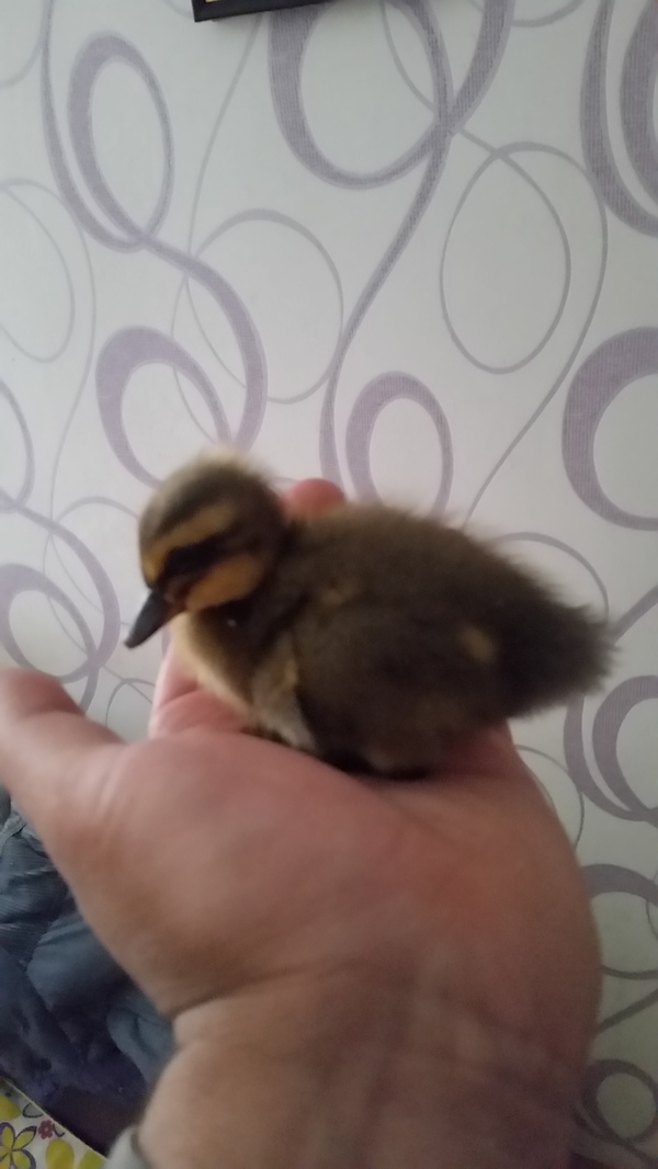 Morning duck in your feed - My, Duck, Ducklings, 