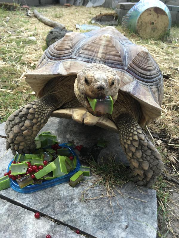 Специальная диета