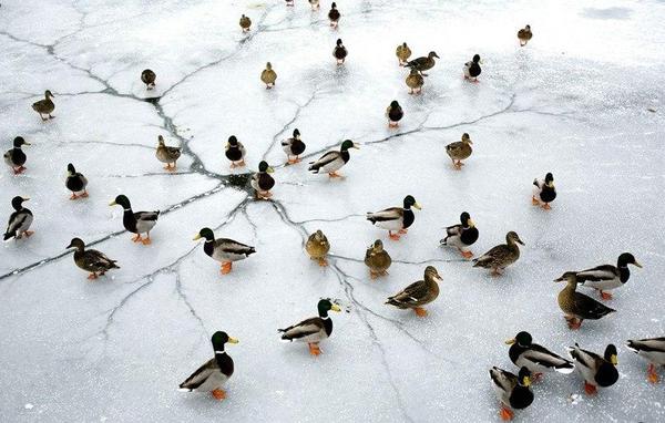 The place where ducks are born - , , Duck, Ice, Nature, Crack