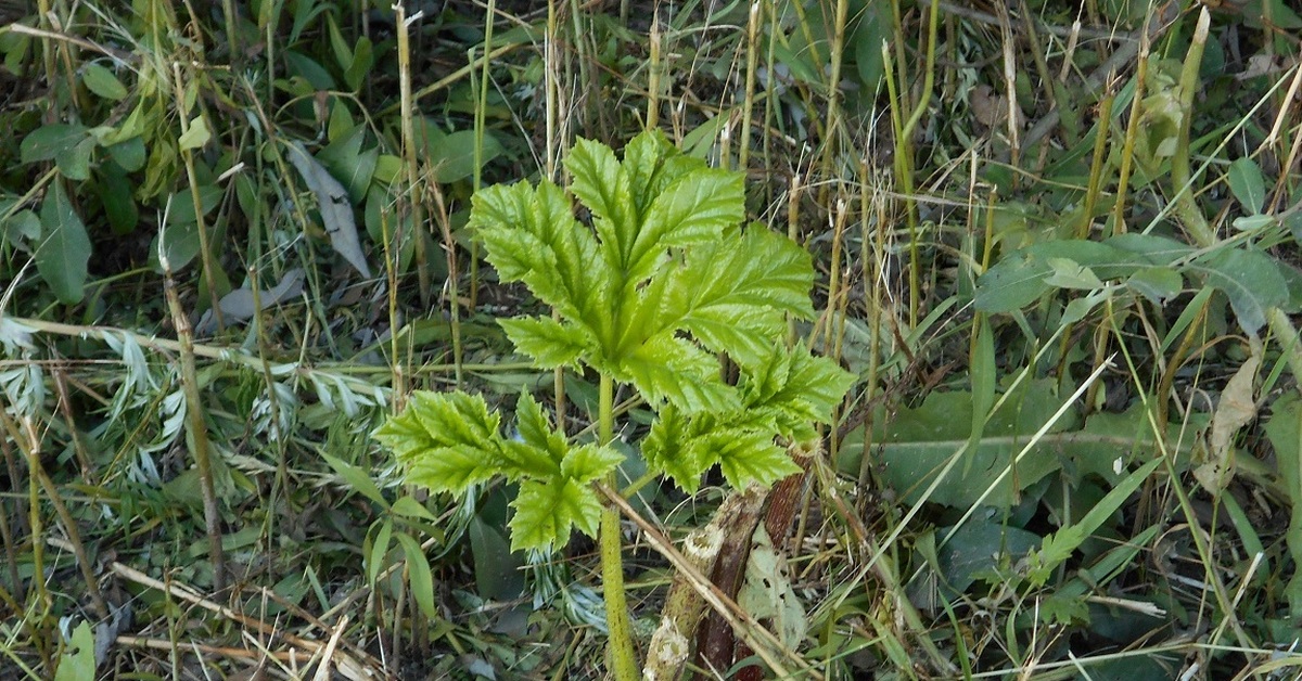 Борщевик росток фото молодого растения