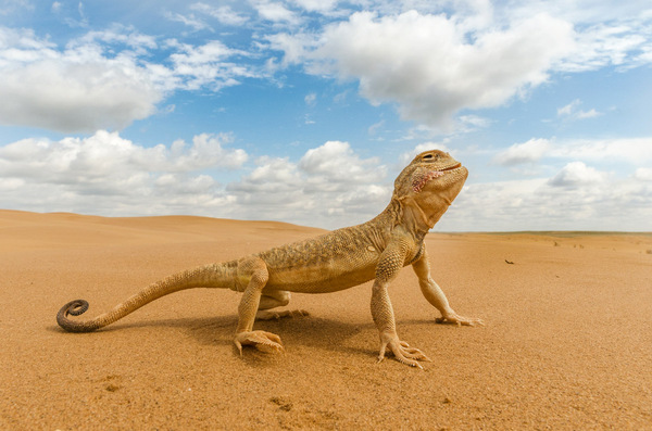 Take a picture, like I'm a sphinx - The photo, Lizard, Desert