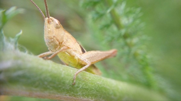 Hello - My, The photo, Nature, Macro, Macro photography