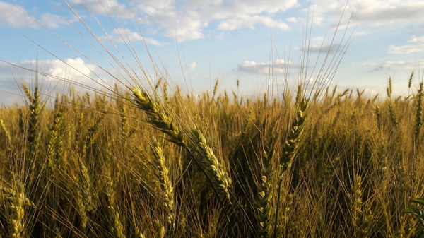 I'm ready to tell you the field, about the wavy rye in the moonlight... - My, Sergey Yesenin, Summer, Field, The nature of Russia