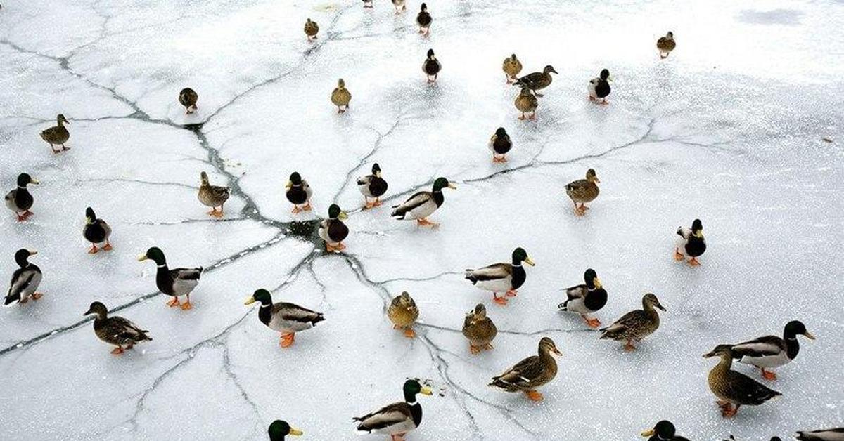 Стаи птиц зимой. Утки на снегу. Утки зимой. Уточки на льду. Птицы на льду.