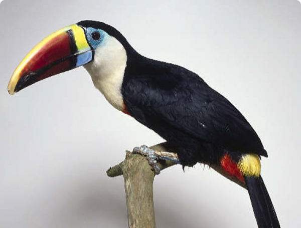 ������� ���������� #6