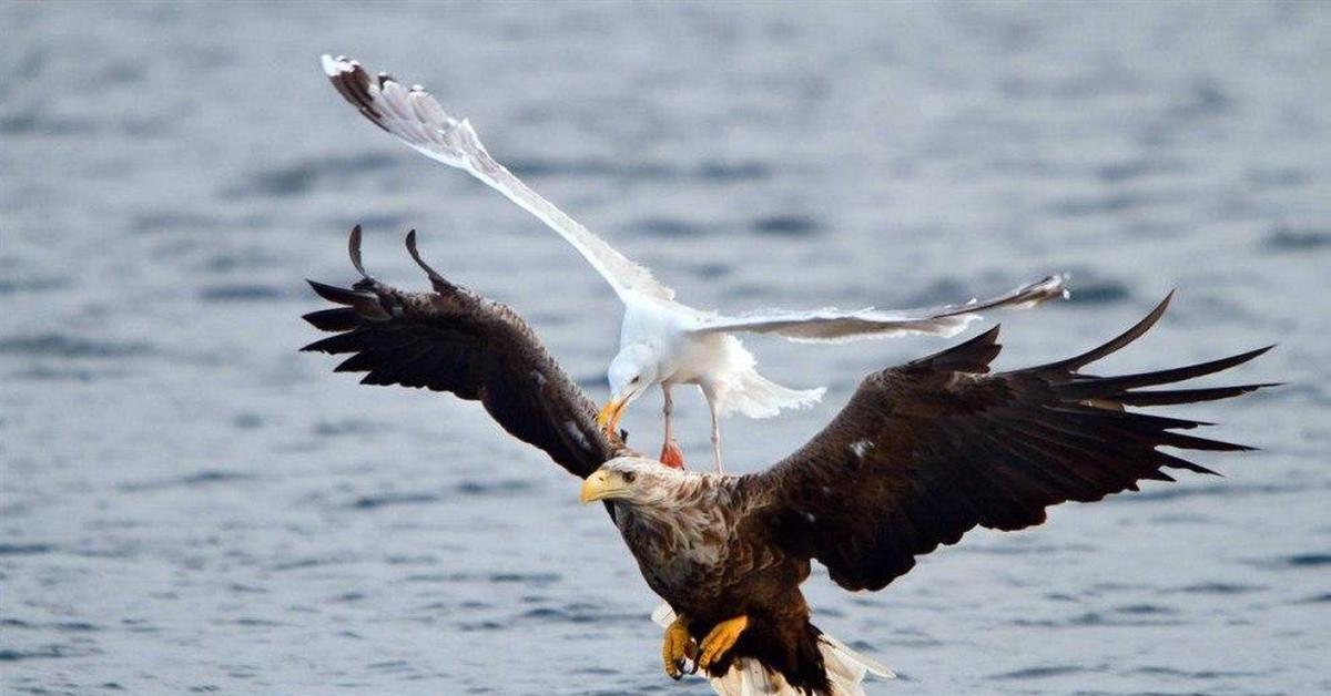 Мозгоклюй. Орел нападает на лебедя. Чайка Орел. Чайка и ястреб. Чайка против орла.
