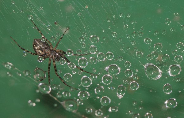 Sphere Catcher. - The photo, Spider, Web, Drops, Macro, Macro photography