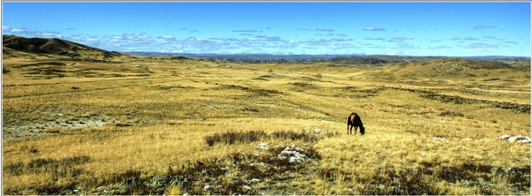 Ancient Steppe, Great Steppe... - Kazakhstan, Steppe, Horses