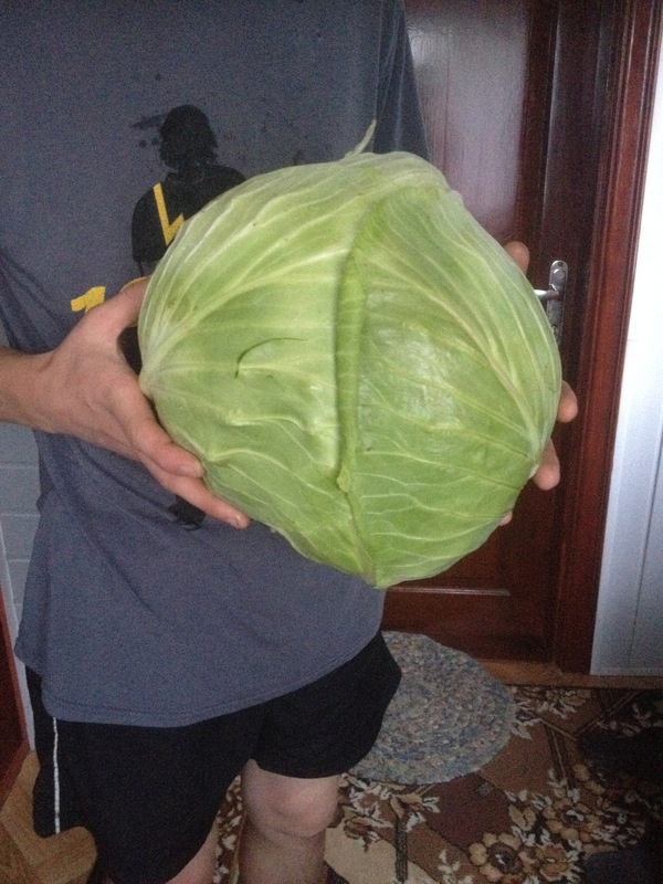 Cabbage - My, Huge, Cabbage, Garden, My, Longpost