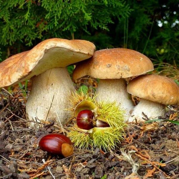 mushroom stories... - My, Mushrooms, Vacation, Longpost