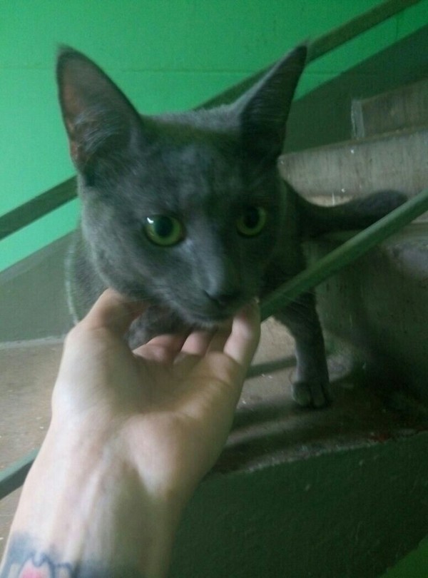 KOTIK LOOKING FOR A HOUSE! - cat, My, Longpost, Moscow, In good hands