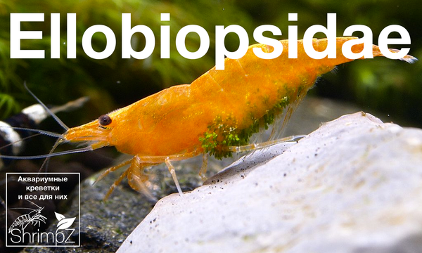   Ellobiopsidae     Neocaridina. ,    , ,  , , , Neocaridina, 