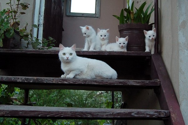 Family - Cats and kittens, cat