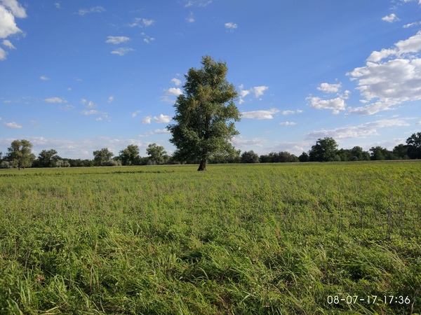 beauty - My, Tree, Field, Forest, Nature, Clouds, Beautiful view