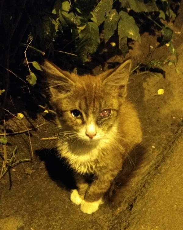 Kitten boy from Kotelniki (m. Kotelniki), looking for a home and someone to look after. - My, cat, Helping animals, Help, Kittens, Moscow, Kotelniki, Longpost