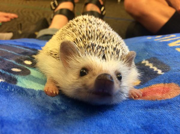 When I woke up on Saturday and smelled that something delicious was being prepared in the kitchen - Hedgehog, Milota, Bristle, Animals, Smile