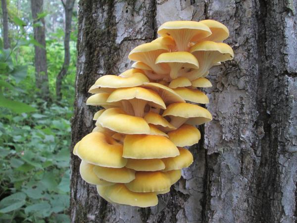 Ilmaki - wildlife, Mushrooms