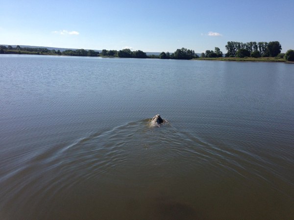 Not every spaniel will swim to the middle ... - Dog, Walk, The photo