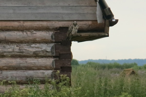 Дача это | Пикабу