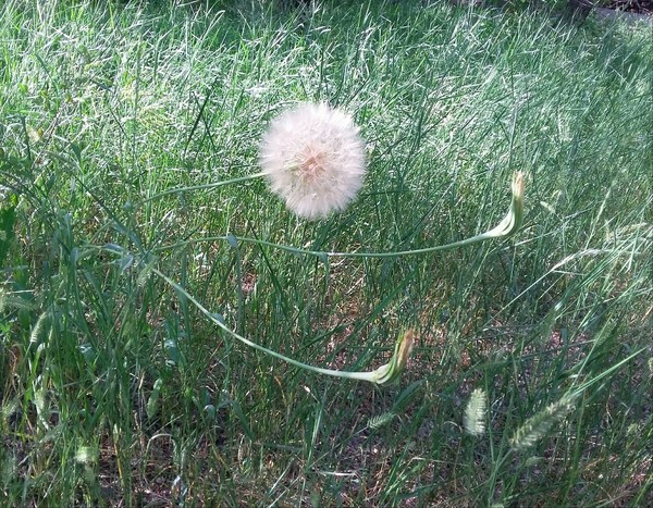 Bastard motherfucker... - My, Motherfucker, Bold, Dandelion, Kazakhstan