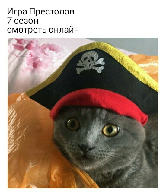 I am a pirate - My, Game of Thrones, Piracy, Roskomnadzor, Memes, cat