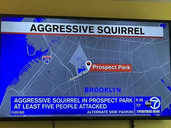 Maybe I'd rather stay at home today - Humor, New York, news, The photo, English language, Squirrel