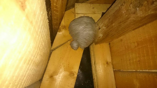 Wasp nest in the country - My, Wasp, Nest, Amazing, Insects