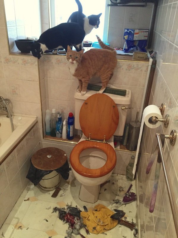 Cats got lunch and decided to have a snack in the bathroom - cat, Catomafia, , Trigada