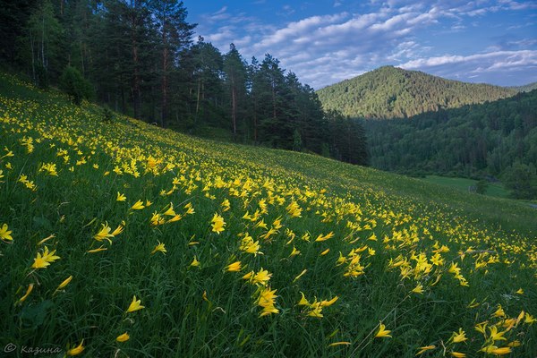 Blooming Altai Mountains. - The photo, The mountains, Flowers, beauty, Mountain Altai, Longpost, Altai Republic
