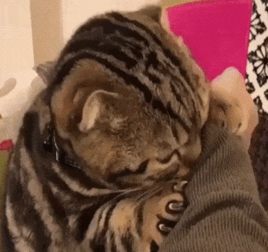Кошки такие кошки. Милота, Кот, Гифка