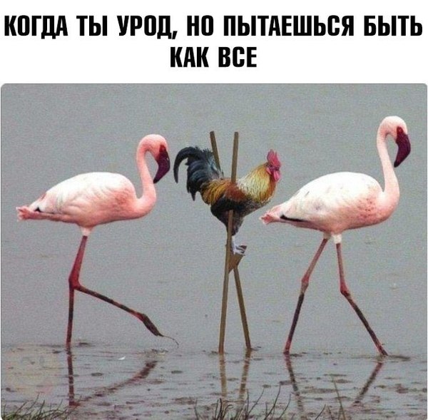 Disguise - Disguise, Rooster, Flamingo