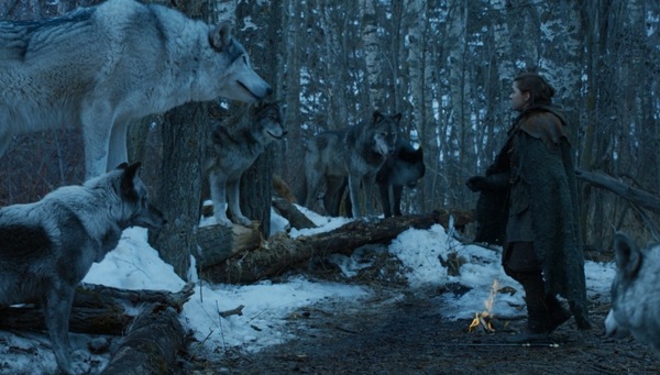 The influence of the ecological situation in Westeros and Essos on their inhabitants - Game of Thrones, Game of Thrones Season 7, Arya stark, Nymeria, Direwolf