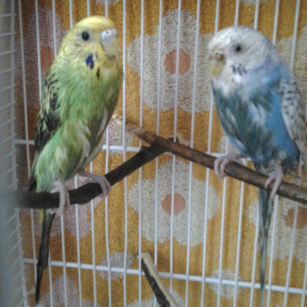 My wet chickens - Budgies, Birds