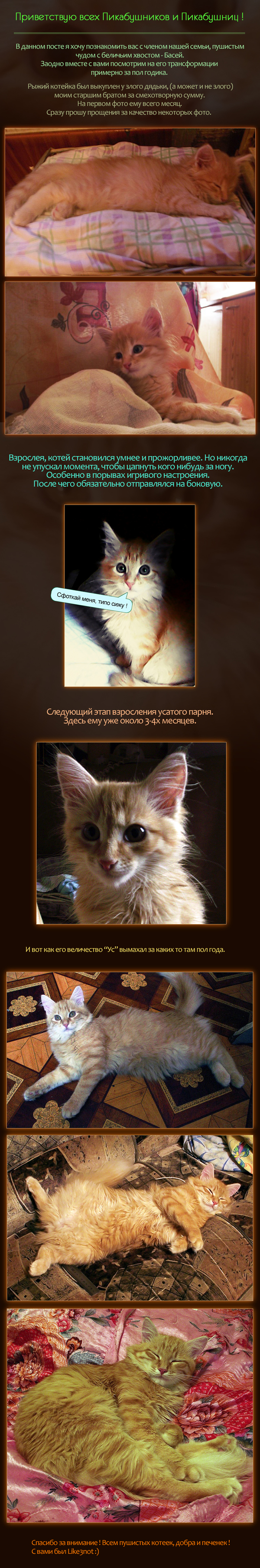 How our cat has changed - My, My, cat, Biography, , Tula, Longpost