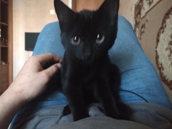 Kote is looking for a home - cat, Foundling, Voronezh, Text