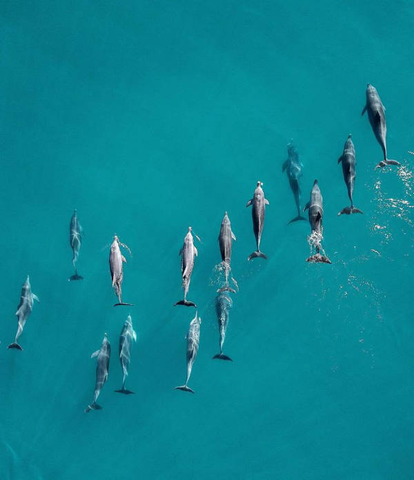 Дельфины | Пикабу