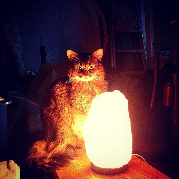 My personal cat lamp - My, somali cat, Cat with lamp, Pets, cat, Somali cat