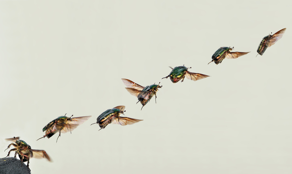 Flight of bronze - Insects, Жуки, Flight, Wings, Biology, The photo, Beautiful