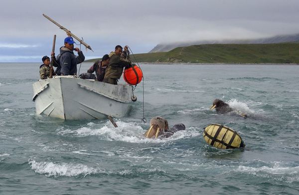 Walrus hunting in Chukotka - People, Walruses, Hunting, Nature