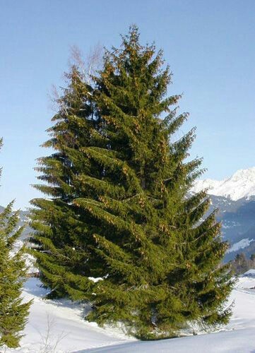 Common 9550 year old Spruce. - Nature, Tree