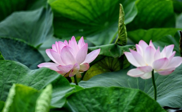 Lotus flowers bloom in Primorsky Krai - Lotus, , Flowers, , Longpost