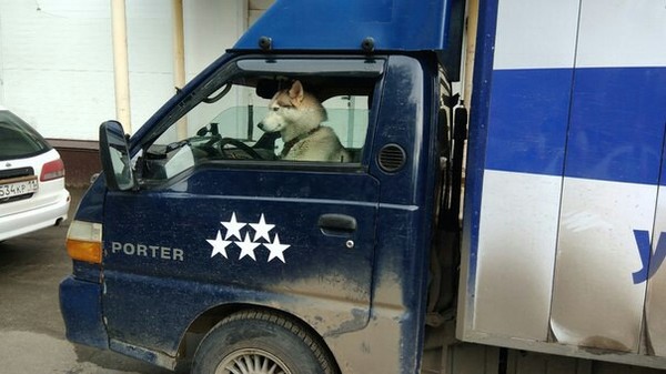 They say everyone can buy the rights from us? - Driver, Dog, The photo