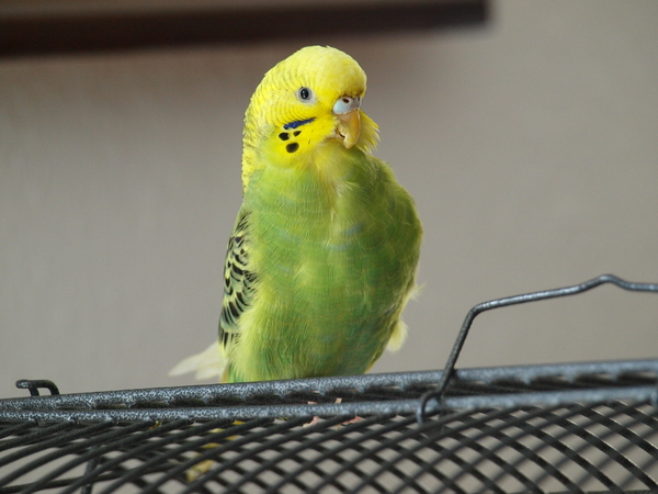 We found a budgerigar, help, pliz, determine the sex / age, what's with his beak? - My, Wavy, A parrot, Budgies, Parrot Kesha, Help, Ornithology, Sex determination