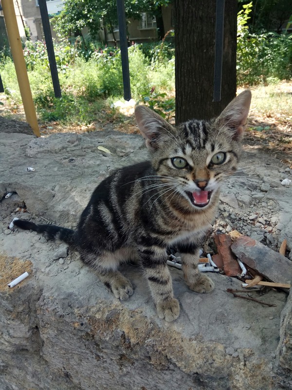 Odessa cat - Milota, cat, Cats and kittens, My