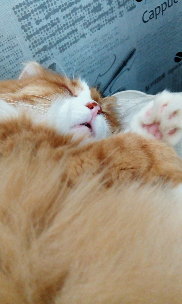 Cute sleeping fat cat - My, cat, , , Longpost