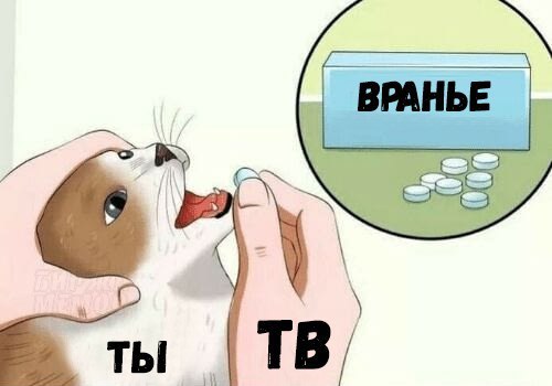 Вранье - Телевидение, Мемы, Кот