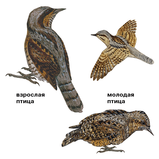 Wryneck - , Wryneck, Woodpeckers, Longpost, Video