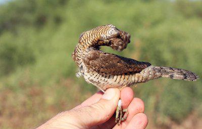 Wryneck - , Wryneck, Woodpeckers, Longpost, Video