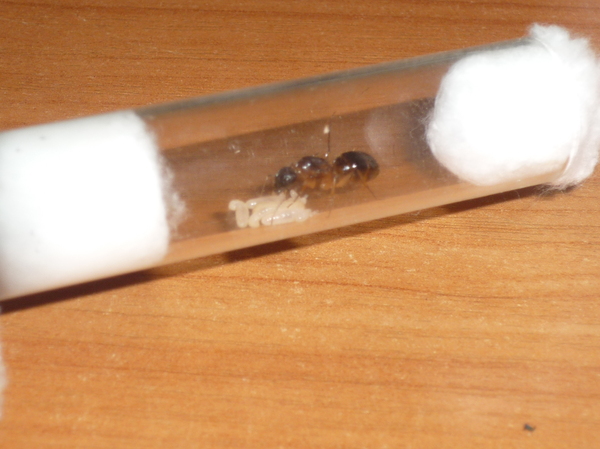 Содержание дома муравьев. Муравьиная ферма, Жизнь муравьев, Насекомые, Муравьи