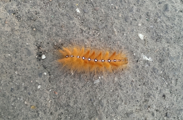 Look who you met on the way to work! - Caterpillar, Almost a butterfly, Unidentified